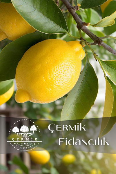 ÇERMİK FİDANCILIK Tüplü Mayer Limon Fidanı