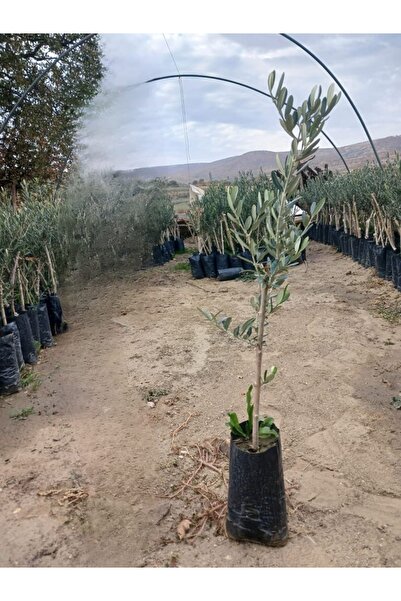 shop Gemlik Trilye 1 Yaşında Zeytin FidanI