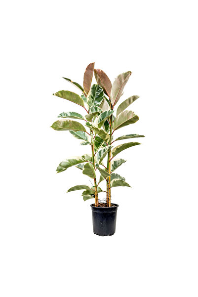 Fidanburada Alacalı Kauçuk Bitkisi-Ficus Elastica Tineke-İthal-2 Gövdeli 120-...
