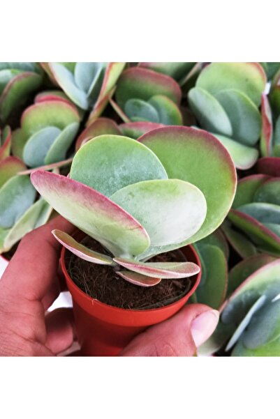 cantropikal Kalanchoe Buttlerfly Luciae Red Lips. Sukulent