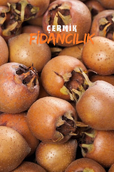 ÇERMİK FİDANCILIK 4 Adet Aşılı Döngel Muşmula Fidanı