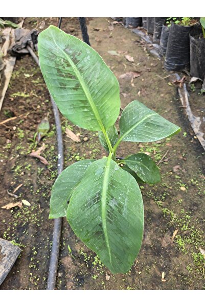 Hınzır Muz Fidanı Süs & Peysaj Için
