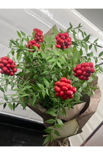 greendeco Kokina Çiçeği (1 Demet 6 Dal ) Yılbaşı Çiçeği - Şans Çiçeği