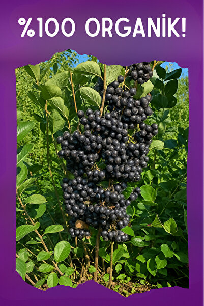 Marka Taze Aronya Meyvesi Organik Aronia 1000 Gr