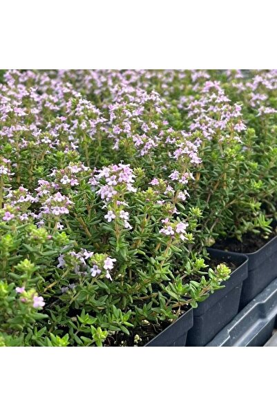 E-fidancim Nadir Fredo Dik Güçlü Gelişen Kekik Fidesi (1 adet)