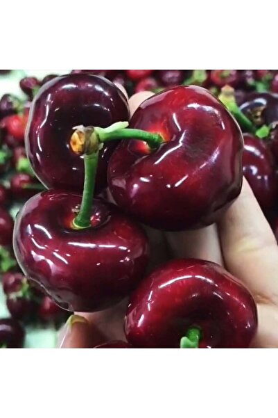 E-fidancim Çok İri Meyveli Yüksek Verimli Tüplü Tam Bodur Royal King Kiraz Fi...