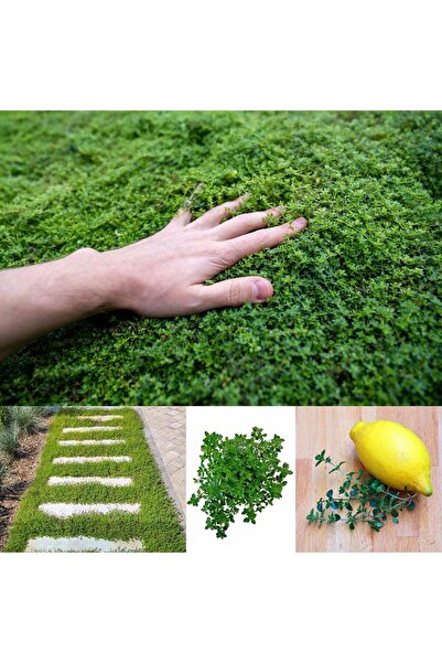 E-fidancim Aromatik Lemon Greenk Limon Kokulu Yayılıcı Kekik Fidesi (1 adet)