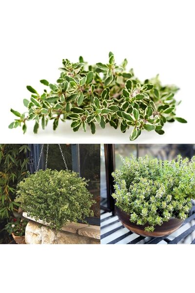 E-fidancim Aromatik Lemon Gold Yayılıcı Kekik Fidesi (1 adet)