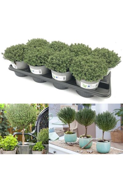 E-fidancim Nadir Faustini Dik Güçlü Gelişen Kekik Fidesi (1 adet)