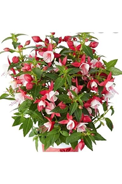 E-fidancim XL Deep Rose White Küpe Çiçeği Fidesi (1 adet)