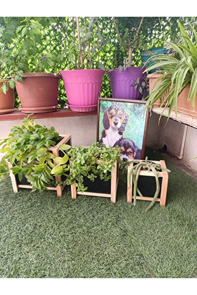 ASİL SİYAH NATURAL 3 LÜ SAKSI SETİ ASSİNA-11