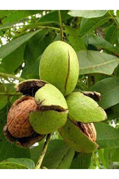 fidanzade Chandler ceviz fidanı 3 yaşlı