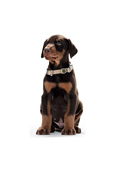 Hunter Dog collar Alu-Strong Red Size M (40-55 cm)