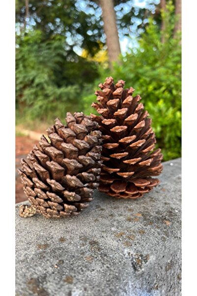 Mabeya 50 Adet Dekoratif Çam Kozalak Yılbaşı Süsü