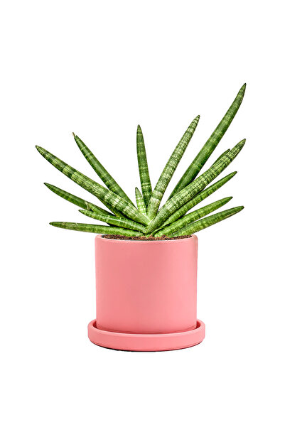 Fidanburada Paşa Kılıcı (Cylindrica Skyline) Ruby Pembe Saksılı