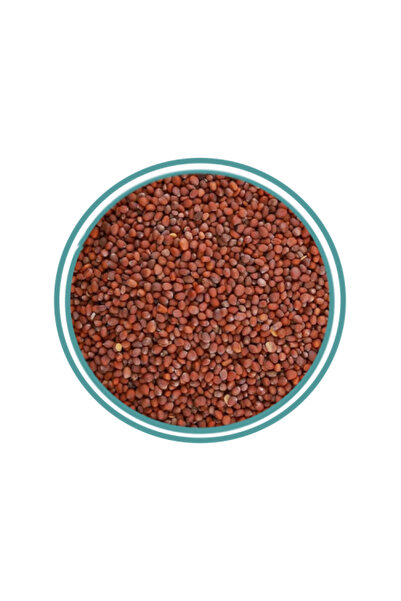 alatar بذور الفجل 250جرام