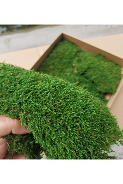 Umut %100 Doğal Kara Yosunu (250GR)