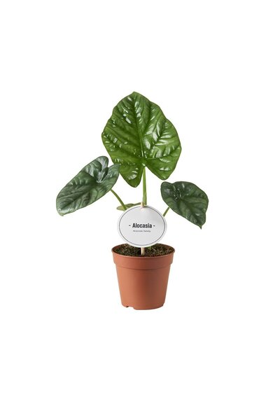 Betonish Alocasia 'Lukiwan' (Fil Kulağı)
