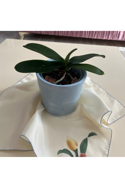 HETUA MAVİ BETON ORKİDE SAKSI