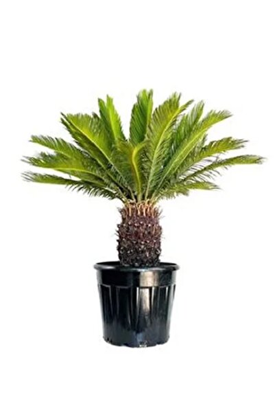 prestijiseed 3 Adet Cycas Ağacı Tohumu Cycas Revoluta Palmiye Ağacı Tohumu