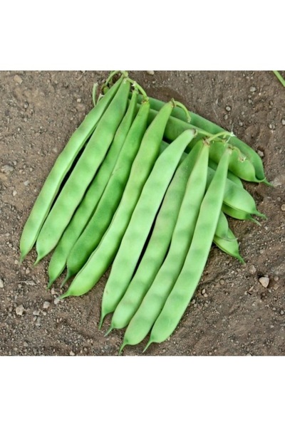 Köy Tohumları 100 Adet Tohum Erkenci Pişken Oturak Sarıkız Sarı Kız Fasulyesi...