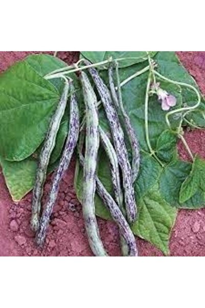 Köy Tohumları 200 Adet Tohum Organik Taze Kılçıksız Alaca Çillikız Çilli Kız ...