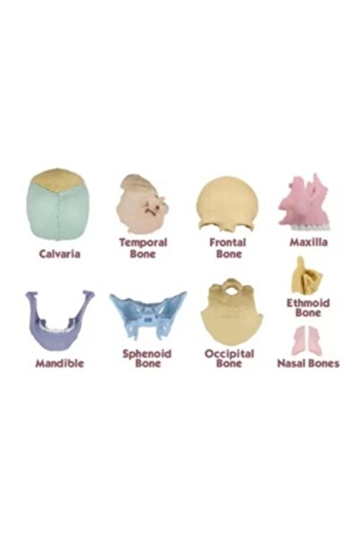 CREATIVE Human skull model 1:2, 17 movable parts, with 10 explanatory booklets, for ages 3+, multicolor