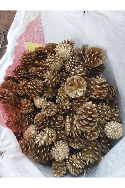 DOĞAL KURU ÇİÇEK Yaldizli çam kozalagi 25 adet