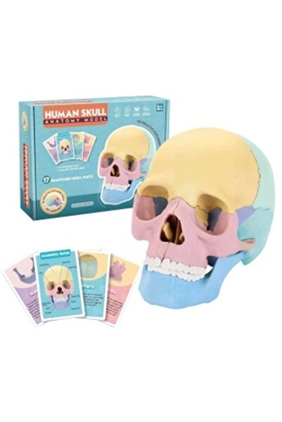 CREATIVE Human skull model 1:2, 17 movable parts, with 10 explanatory booklets, for ages 3+, multicolor