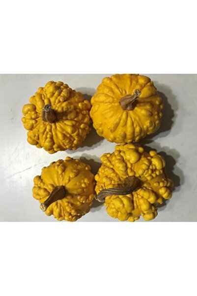 Köy Tohumları 20 Adet Tohum Mini Tırtıklı Süs Kabağı Tohumu Sivilceli Sarı Kı...