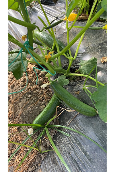 Meyve Akdeniz Bahçesinden 1 Kğ Salatalık (Sipariş Gelince Hasat Edilir)