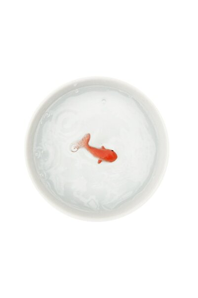 Suck UK White ceramic pet bowl with hand-painted 3D fish, 124 x 43 mm