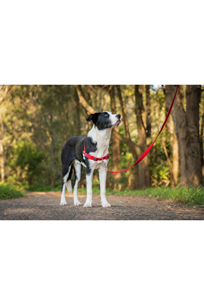 RedDingo Ham pentru câini Red Dingo 36-50 cm Roșu S