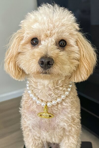 TAKIŞTIR طوق للقطط والكلاب مقاس M مع تفاصيل لؤلؤية وشكل كوكب ذهبي اللون