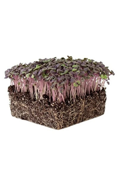 Hidroponik Saksı Organik Kırmızı Fesleğen Tohumu Mikro Filiz Tohumu 3,2 gr 12...