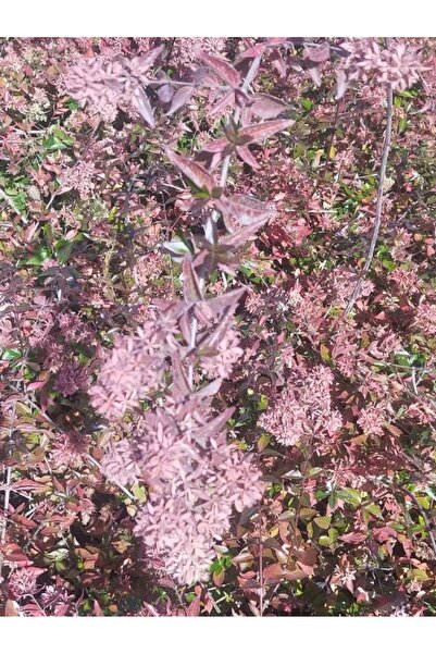 Çiçek Abelya Grandiflora Çiçeği (Güzellik Çalısı)