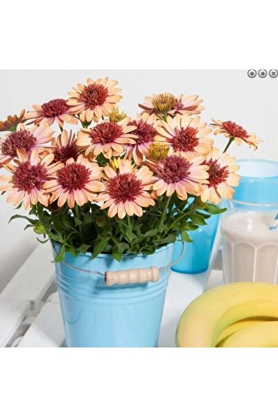 E-fidancim Katmerli Erato Double Orange Bodrum Papatyası Çiçeği Fidesi (4 Adet)