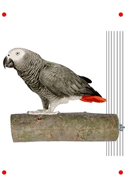 NETWORK ART Natural Wood Parrot Perch 17 cm