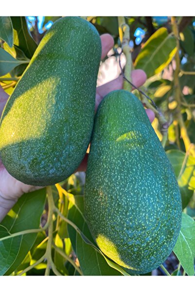 Organikhasatcim Avakado