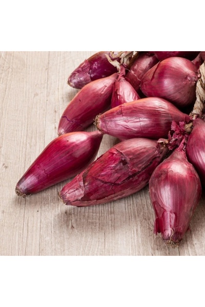 PROFIT SEEDS Seminte ceapa rosie TROPEA ROSSA LUNGA (100 GRAME)