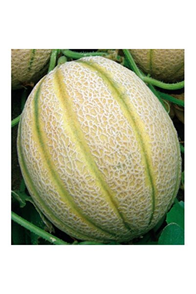 PROFIT SEEDS Seminte pepene galben WRANGLER F1 (250 sem)