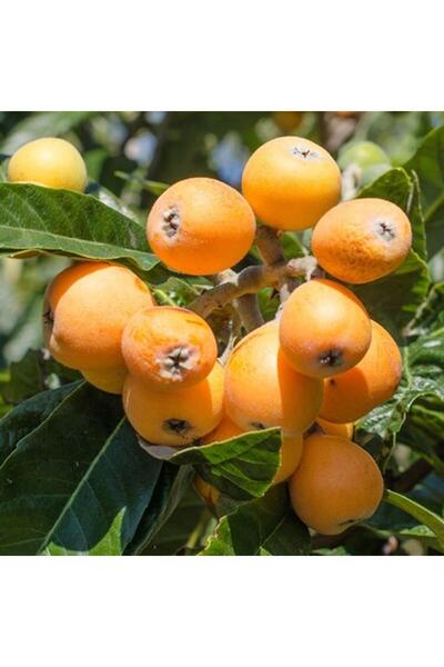 KASABALI FİDANCILIK YENİ DÜNYA (MALTA ERİĞİ) FİDANI 2 YAŞ TÜPLÜ 80-120CM