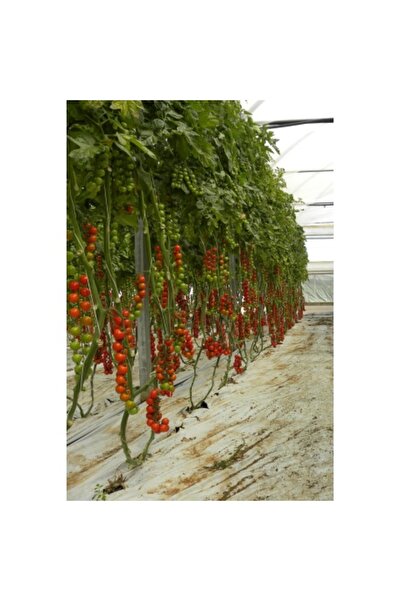 PROFIT SEEDS Seminte tomate cherry de ciorchine PRALYNA F1 (100 sem)