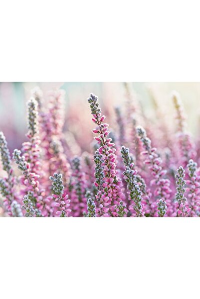 Zumzeria Καμβάς Tablou Η ομορφιά του ροζ σκωτσέζικου ουίσκι, 80x50εκ., tablou...