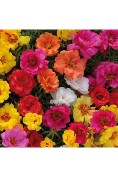 Genta Katmerli İpek Çiçeği Kedi Tırnağı Tohumu