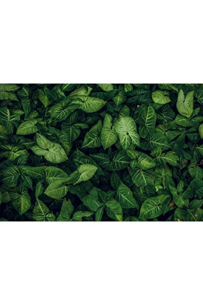 Zumzeria Tablou Canvas Dense Dark Green Leaves, 80x50cm, tabloucanvas103, ®