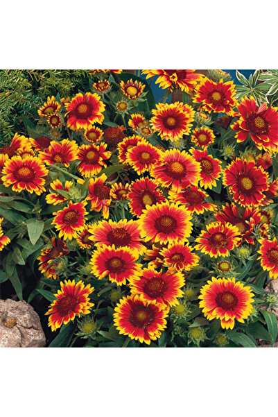 Arzuman Tohum Ay Yıldız Çiçeği Tohumu 50 Adet