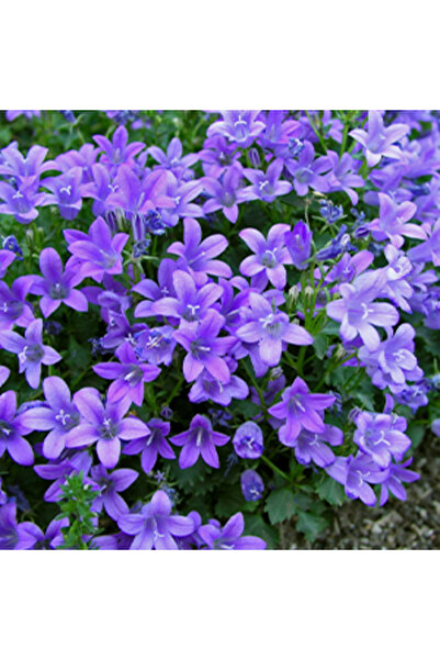 Arzuman Tohum Kadeh (Çan) Çiçeği Tohumu 100 adet