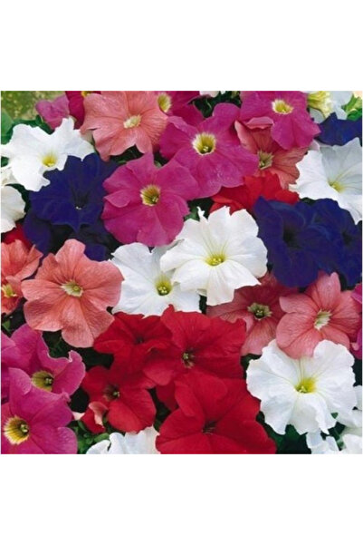 Genta Karışık Renkli Kısa Petunya Çiçek Tohumu
