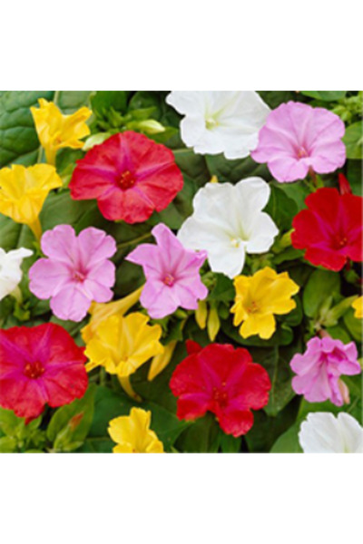 Arzuman Akşam Sefası Çiçeği Tohumu 25 adet